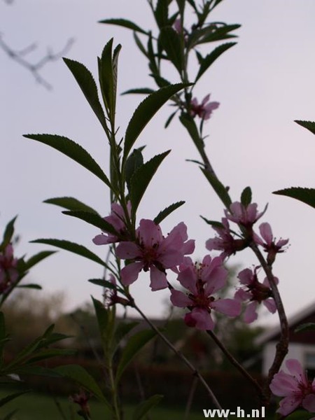 Prunus tenella Prunus tenella