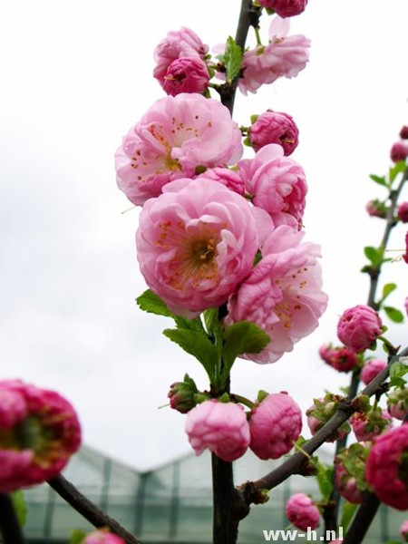 Prunus triloba Prunus triloba