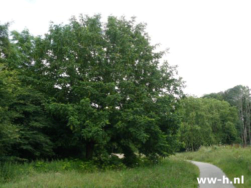 Pterocarya fraxinifolia - Klik op de afbeelding om het venster te sluiten