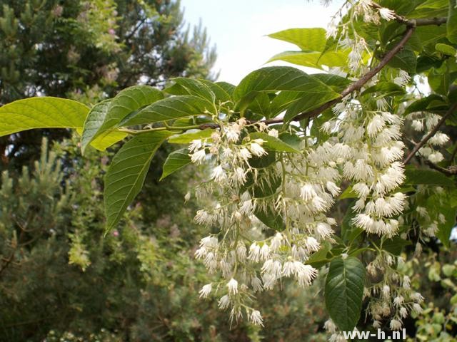 Pterostyrax hispida