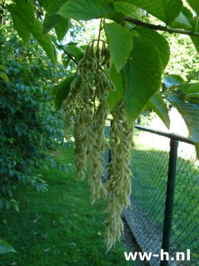 Pterostyrax hispida