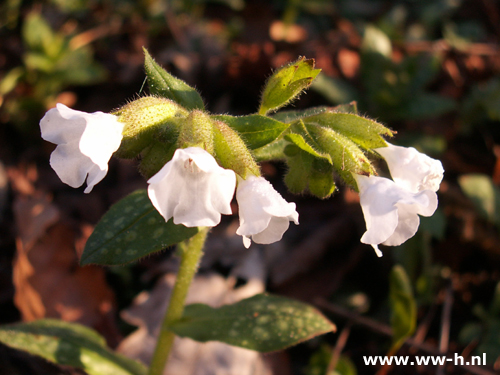 Pulmonaria officinalis