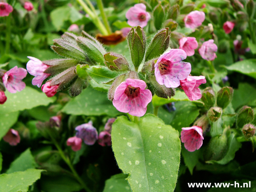 Pulmonaria saccharata - Klik op de afbeelding om het venster te sluiten