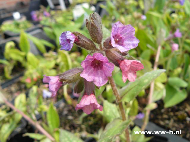 Pulmonaria saccharata - Klik op de afbeelding om het venster te sluiten