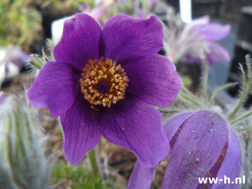 Pulsatilla vulgaris