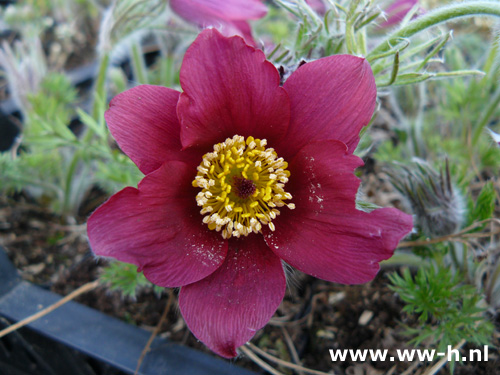 Pulsatilla vulgaris - Klik op de afbeelding om het venster te sluiten