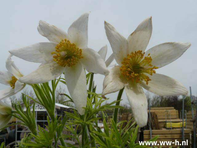 Pulsatilla vulgaris