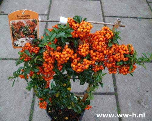 Pyracantha Orange Glow 3,99