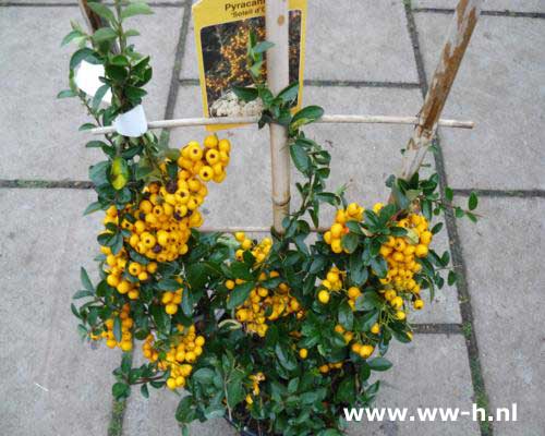 Pyracantha Geel ( vuurdoorn ) 5,99