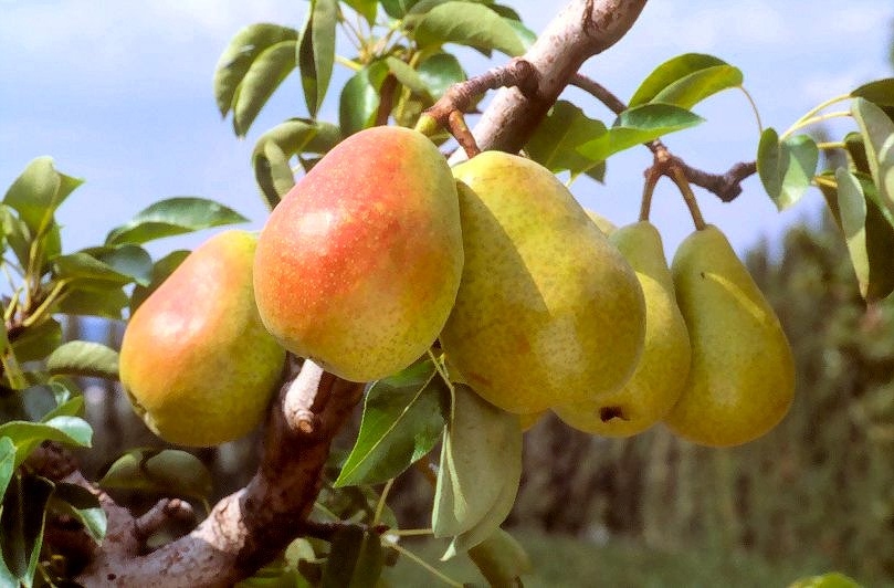 Pyrus communis 'Doyenn