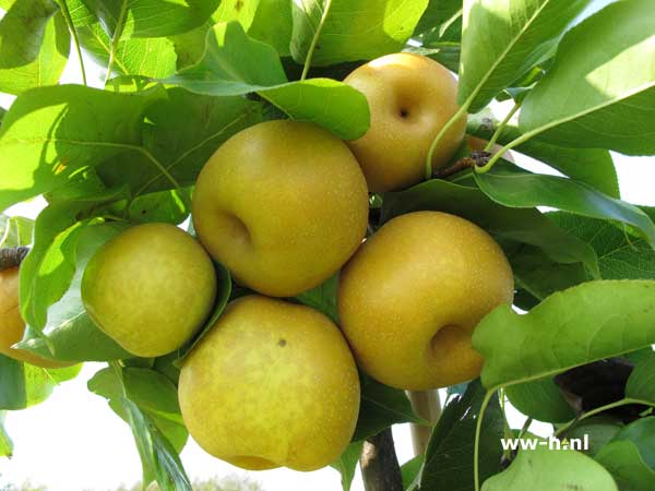 Pyrus pyrifolia 'Niitaka' - Klik op de afbeelding om het venster te sluiten