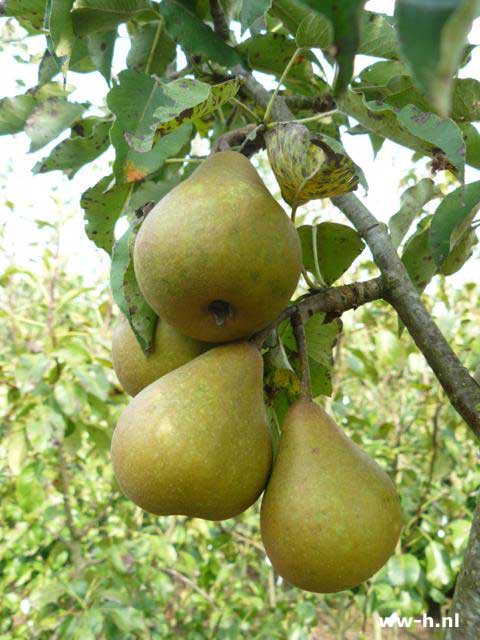 Pyrus communis 'Gieser Wildeman' - Klik op de afbeelding om het venster te sluiten