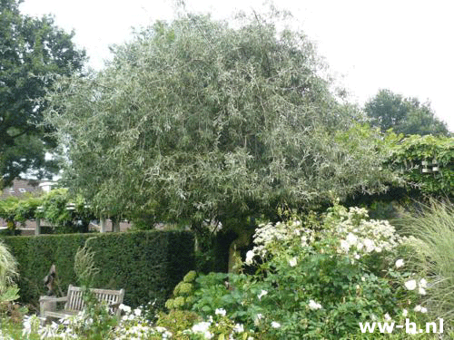 Pyrus salicifolia 'Pendula'