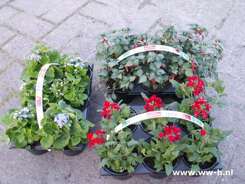 Perkplanten in soorten 6 in tray 2,50 ; 3 tray 6,00 Perkplanten in soorten 6 in tray 2,50 ; 3 tray 6,00