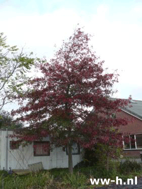 Quercus palustris - Klik op de afbeelding om het venster te sluiten