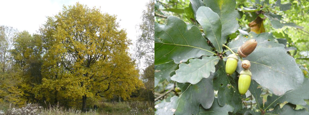 Quercus robur - Klik op de afbeelding om het venster te sluiten