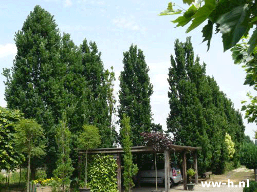 Quercus robur - Klik op de afbeelding om het venster te sluiten