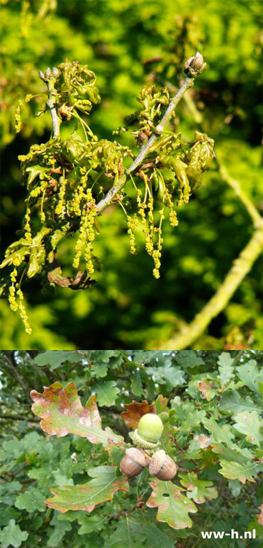 Quercus robur - Klik op de afbeelding om het venster te sluiten