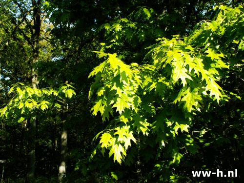 Quercus rubra