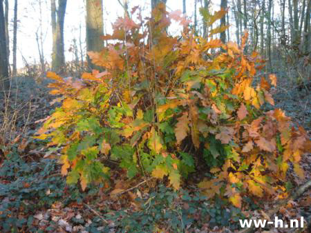 Quercus rubra