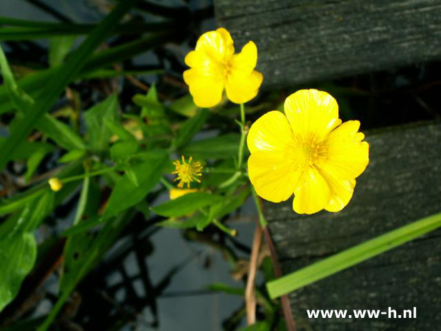 Ranunculus lingua 'Grandiflorus'