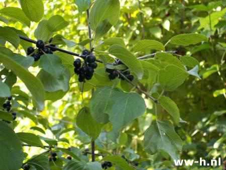 Rhamnus cathartica