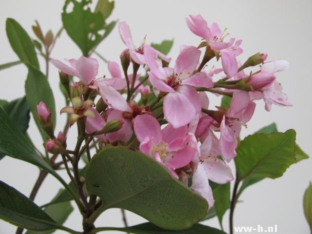 Rhaphiolepis indica 'Springtime' Rhaphiolepis indica 'Springtime'