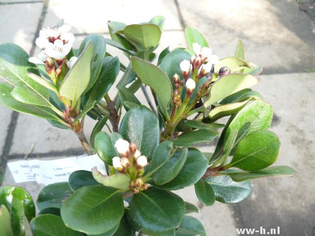 Raphiolepis umbellata Raphiolepis umbellata