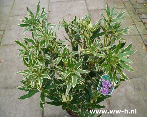 Rhododendron ponticum 'Variegatum' 8,99