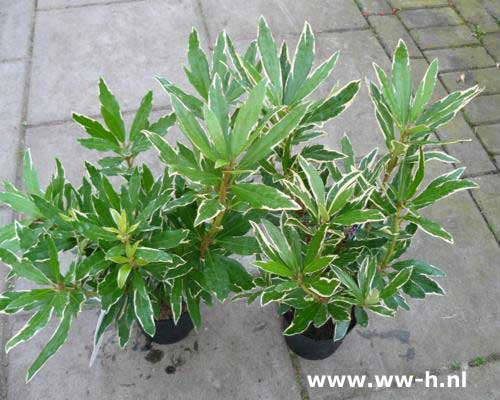 Rhododendron ponticum 'Variegatum' 8,99