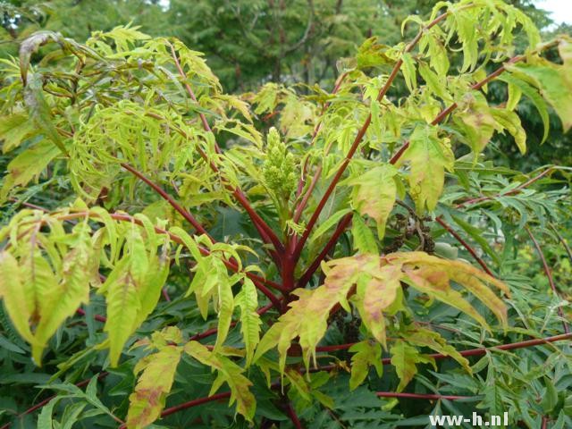 Rhus glabra 'Laciniata' Rhus glabra 'Laciniata'