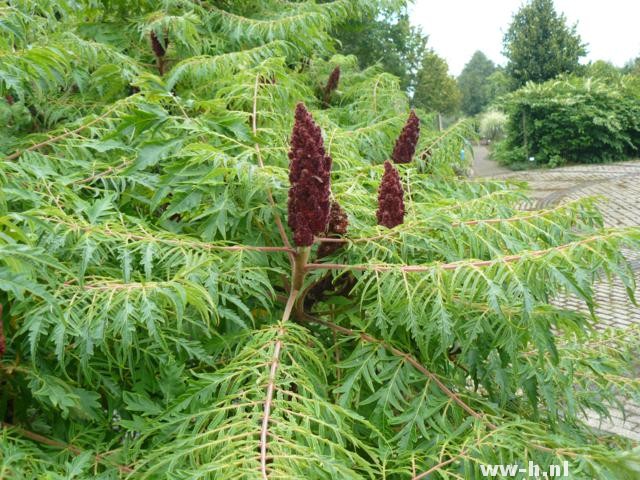 Rhus typhina 'Dissecta' Rhus typhina 'Dissecta'