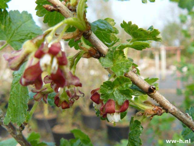 Ribes 'Josta' - Klik op de afbeelding om het venster te sluiten