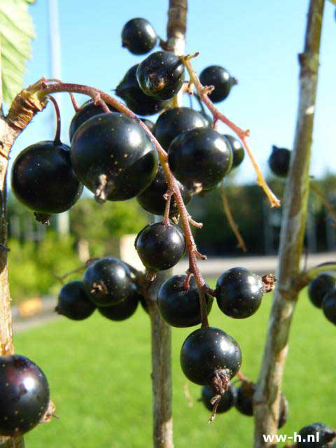 Ribes nigrum '