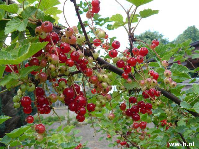 Ribes rubrum 'Jonkheer van Tets'