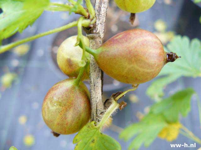 Ribes uva-cripsa 'Captivator'