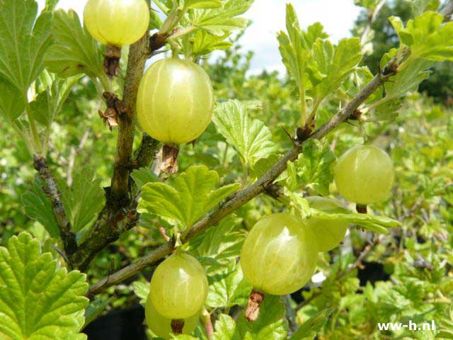 Ribes uva-cripsa HINNONM - Klik op de afbeelding om het venster te sluiten