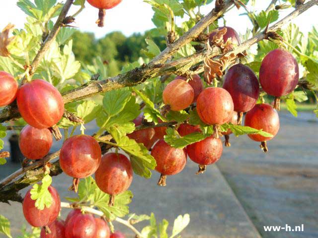 Ribes uva-cripsa HINNONM - Klik op de afbeelding om het venster te sluiten