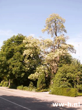 Robinia pseudoacacia - Klik op de afbeelding om het venster te sluiten