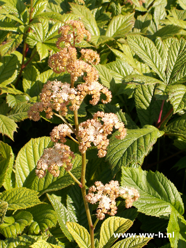 Rodgersia aesculifolia - Klik op de afbeelding om het venster te sluiten