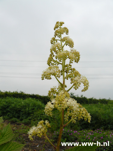 Rodgersia henrici - Klik op de afbeelding om het venster te sluiten