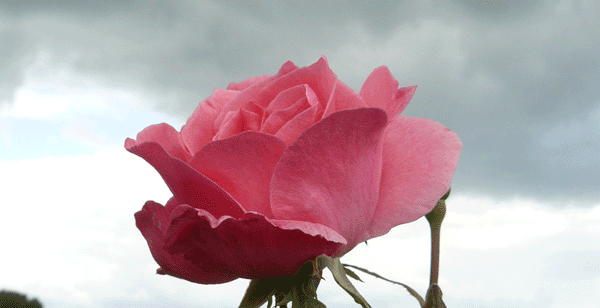 Grootbloemige rozen Theehybryden