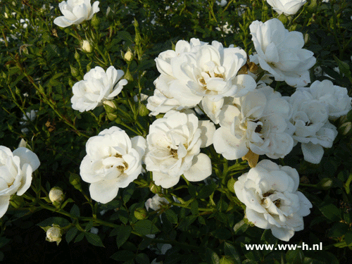 WHITE COVER; KENT; PYRENEES ( ='Poulcov')