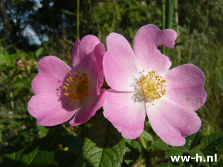 Rosa canina - Klik op de afbeelding om het venster te sluiten