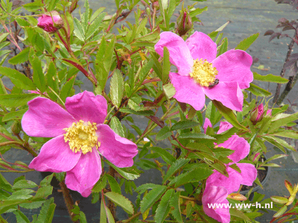 Rosa nitida