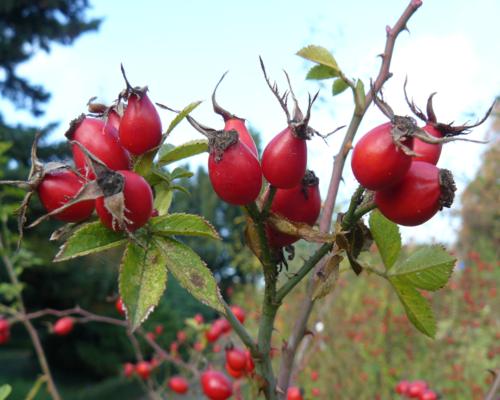 Rosa rubiginosa - Klik op de afbeelding om het venster te sluiten