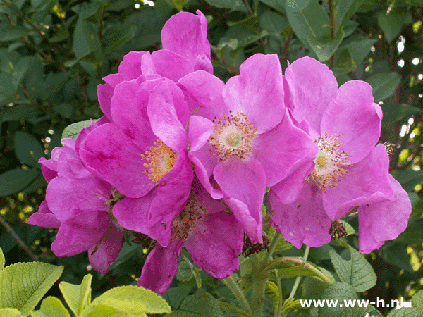 Rosa rugosa 0,75