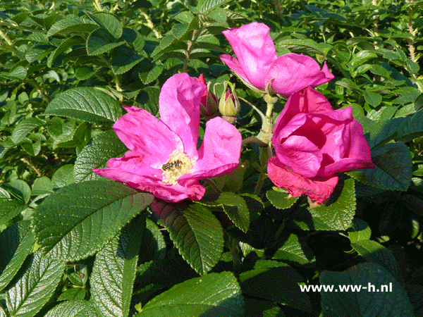 Rosa rugosa 'Rubra'