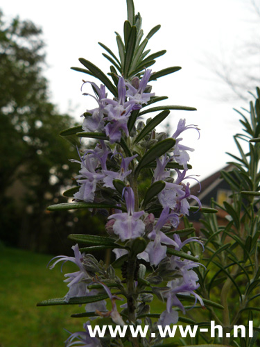 Rosmarinus officinalis