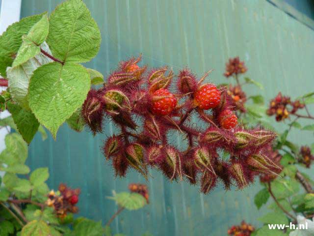 Rubus phoenicolasius - Klik op de afbeelding om het venster te sluiten